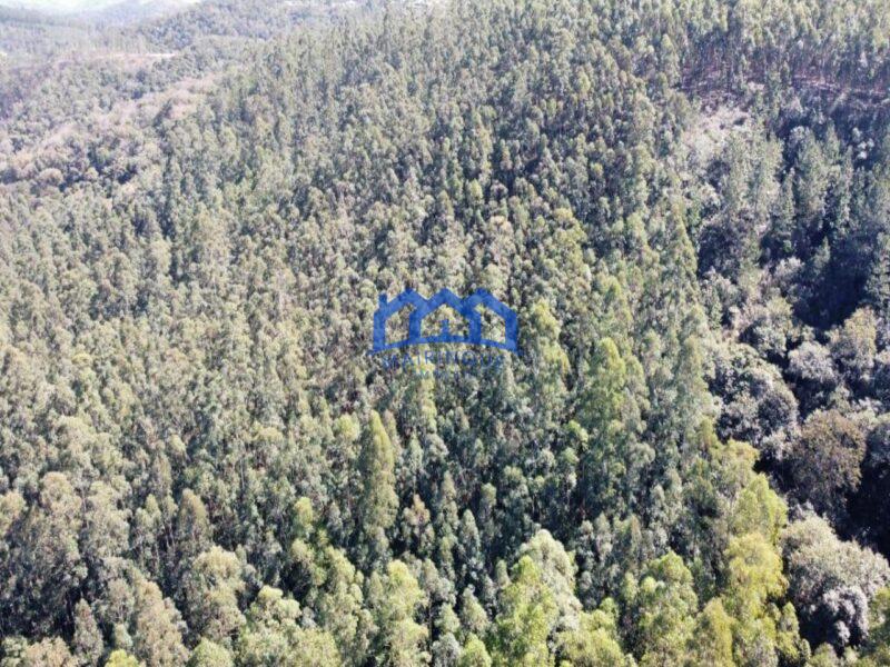 Fazenda/Sítio à Venda, 1.016.400 m² por R$ 8.400.000 Cód. ch464