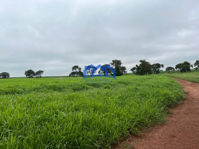 Fazenda a venda na região de Avaré 3.3638,00m² R$ 42.000.000,00