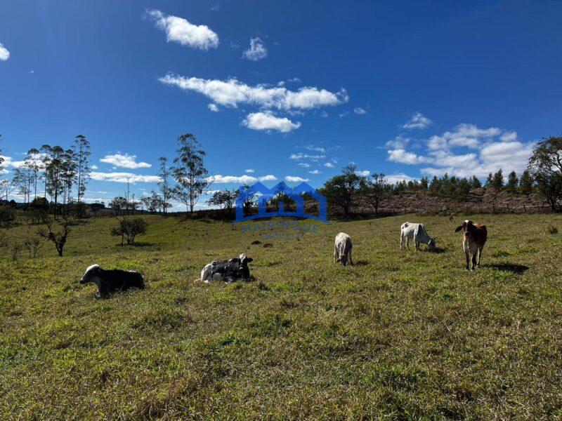 Sítio/Fazenda na região de Pilar do Sul à Venda, 92000 m² por R$ 2.000.000 COD ch1589