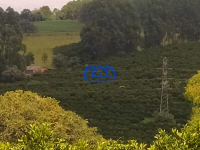 EXCELENTE FAZENDA DE LARANJA A VENDA EM BURI-SP 120 alq. R$ 32.000.000,00 ch1656