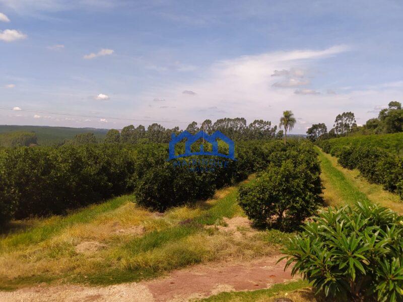 EXCELENTE FAZENDA DE LARANJA A VENDA EM BURI-SP 120 alq. R$ 32.000.000,00 ch1656