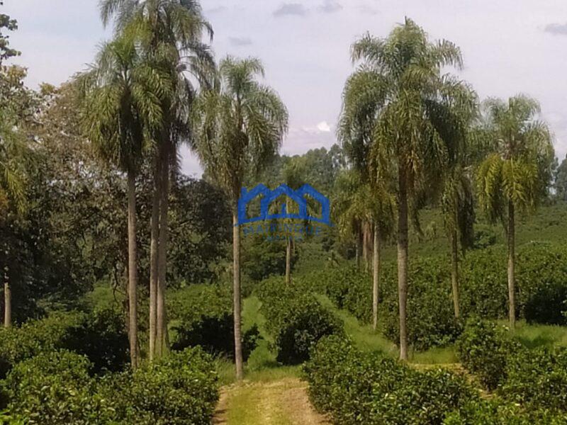 EXCELENTE FAZENDA DE LARANJA A VENDA EM BURI-SP 120 alq. R$ 32.000.000,00 ch1656