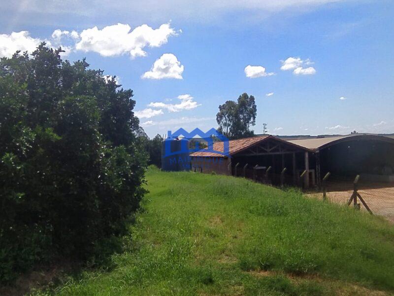 EXCELENTE FAZENDA DE LARANJA A VENDA EM BURI-SP 120 alq. R$ 32.000.000,00 ch1656