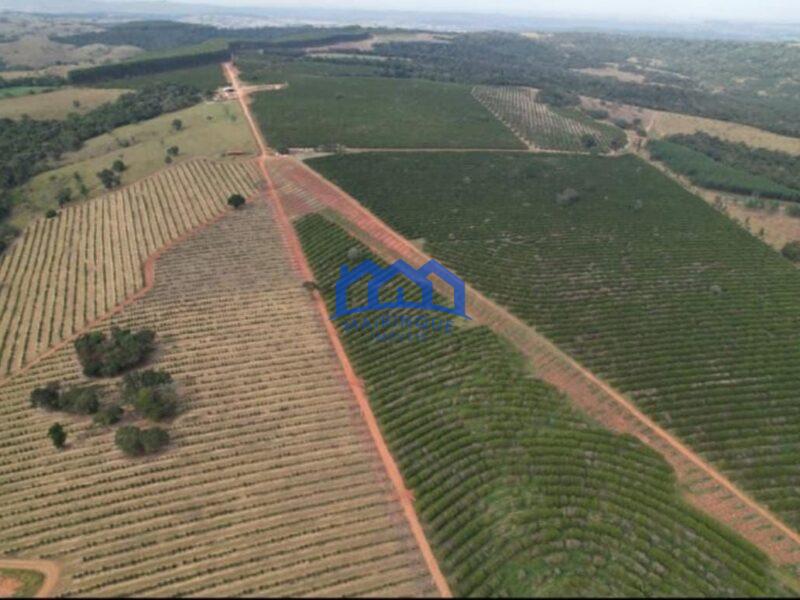 FAZENDA DE LARANJA A VENDA EM ITAPETININGA 170 ALQ. R$42.500.000,00 ch1657