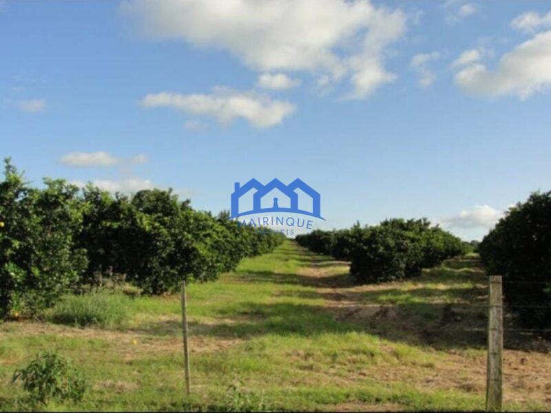 FAZENDA DE LARANJA A VENDA EM ITAPETININGA 170 ALQ. R$42.500.000,00 ch1657