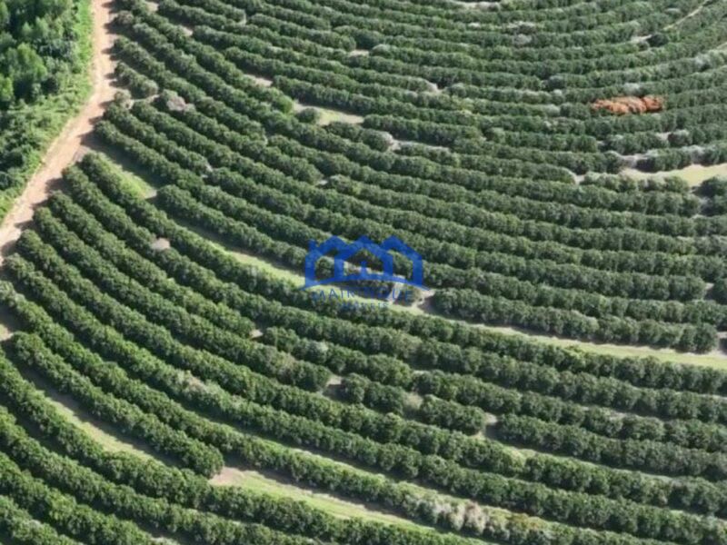 FAZENDA DE LARANJA A VENDA EM ITAPETININGA 170 ALQ. R$42.500.000,00 ch1657