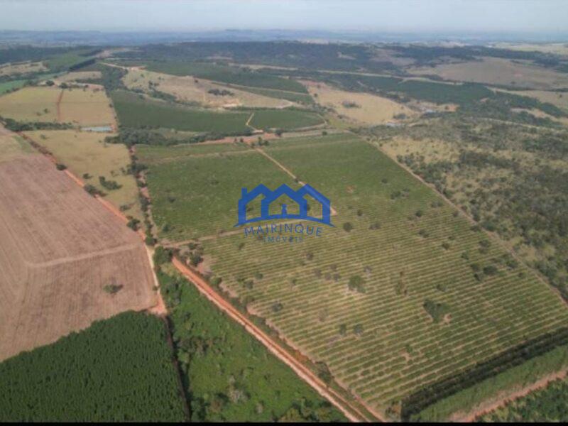 FAZENDA DE LARANJA A VENDA EM ITAPETININGA 170 ALQ. R$42.500.000,00 ch1657