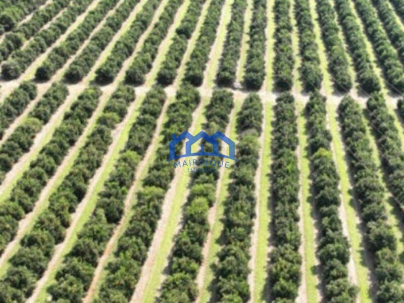 FAZENDA DE LARANJA A VENDA EM ITAPETININGA 170 ALQ. R$42.500.000,00 ch1657