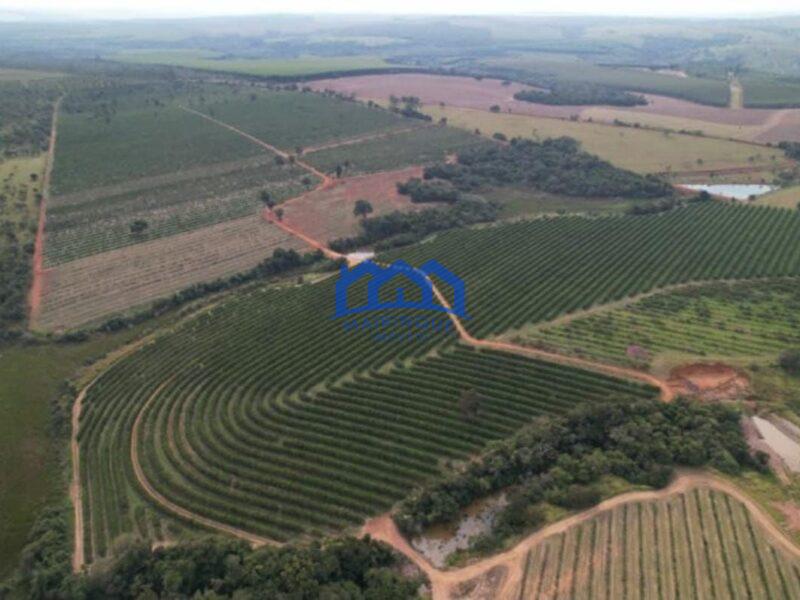 FAZENDA DE LARANJA A VENDA EM ITAPETININGA 170 ALQ. R$42.500.000,00 ch1657