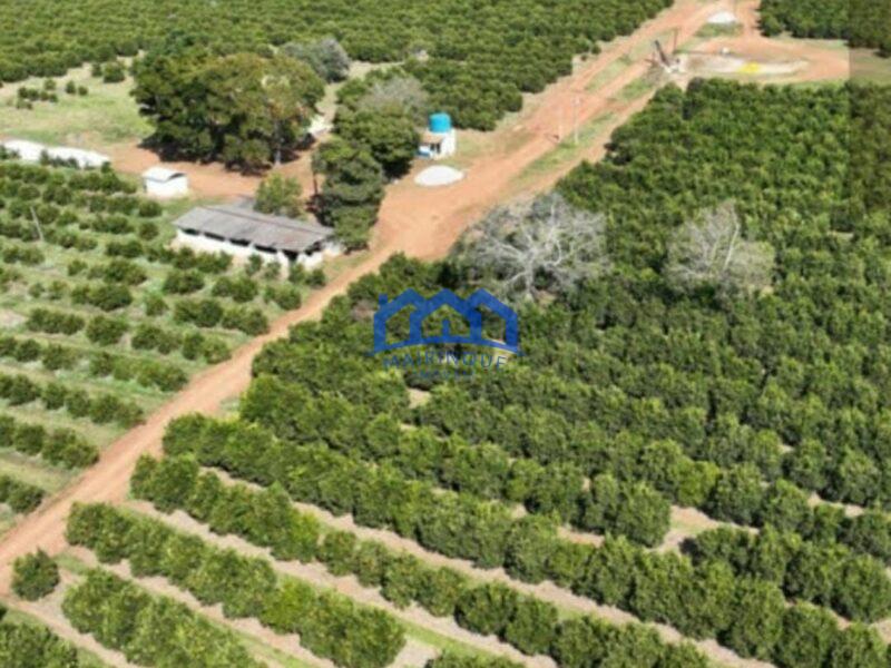 FAZENDA DE LARANJA A VENDA EM ITAPETININGA 170 ALQ. R$42.500.000,00 ch1657