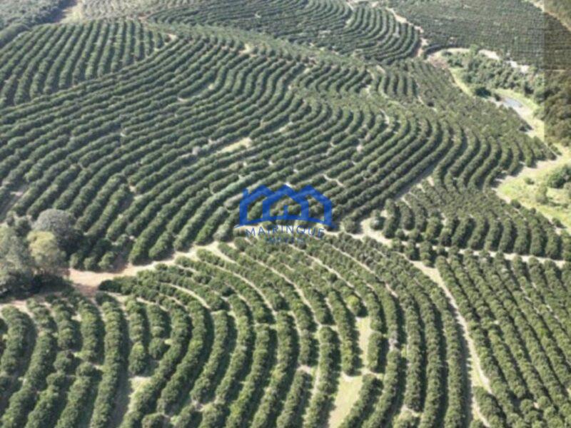 FAZENDA DE LARANJA A VENDA EM ITAPETININGA 170 ALQ. R$42.500.000,00 ch1657