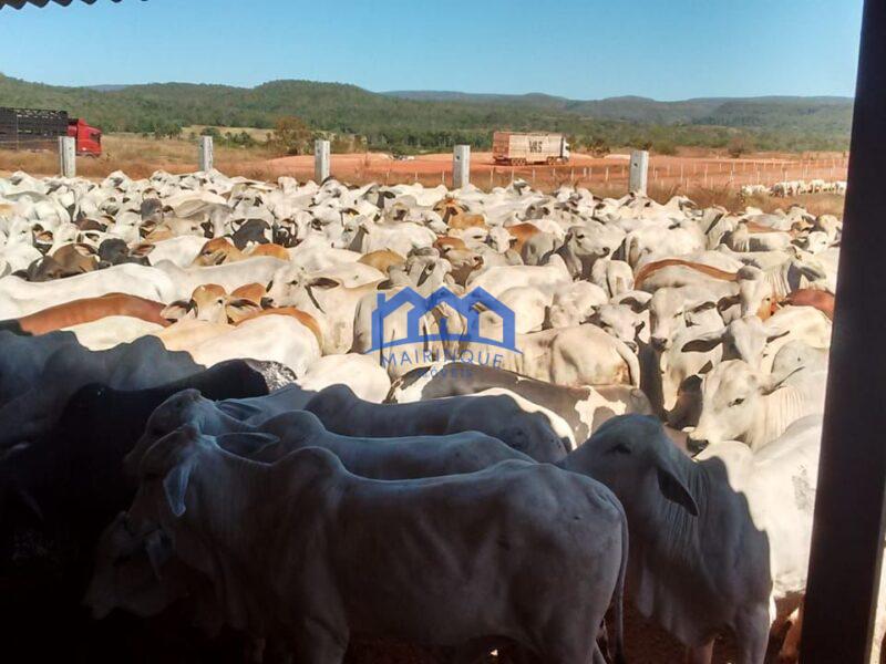 Fazenda/Sítio na região de Pindorama à Venda, 600 alq. por R$ 45.000,000.00 cód. ch1743