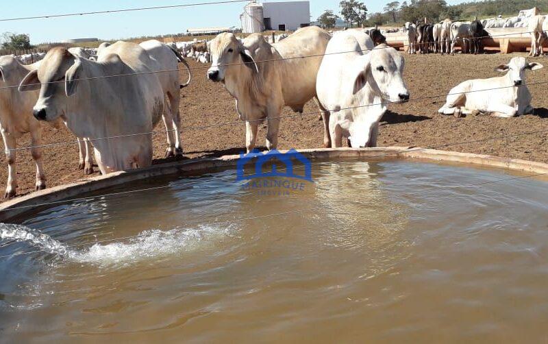 Fazenda/Sítio na região de Pindorama à Venda, 600 alq. por R$ 45.000,000.00 cód. ch1743