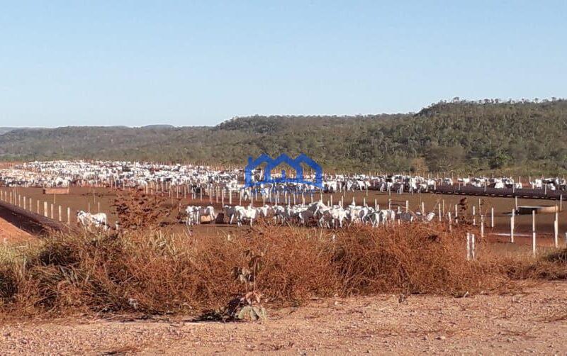 Fazenda/Sítio na região de Pindorama à Venda, 600 alq. por R$ 45.000,000.00 cód. ch1743