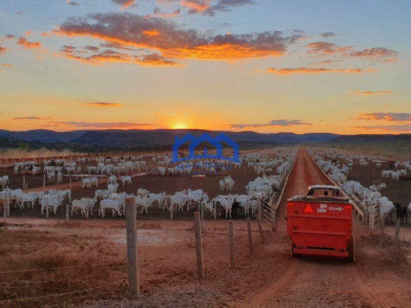 Fazenda/Sítio na região de Pindorama à Venda, 600 alq. por R$ 45.000,000.00 cód. ch1743