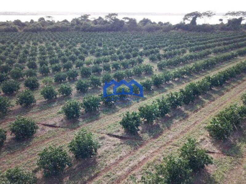 Fazenda com Área Total de 158,33 Hectares, R$ 27.000.000,00. cod.ch1773