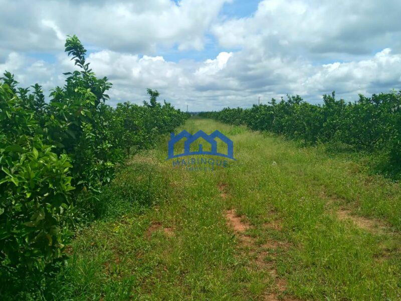 Fazenda/Sítio com 325 alqueires por R$ 130.000.000 cod. ch1965