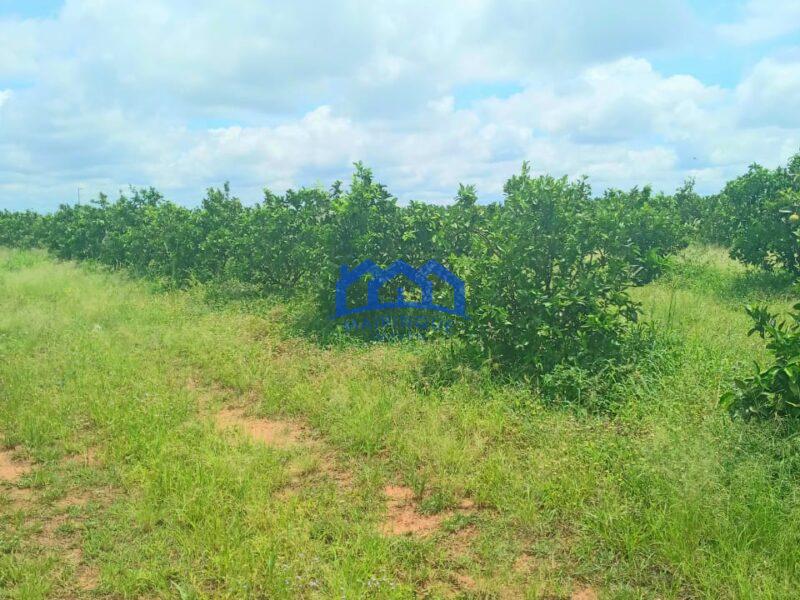 Fazenda/Sítio com 325 alqueires por R$ 130.000.000 cod. ch1965