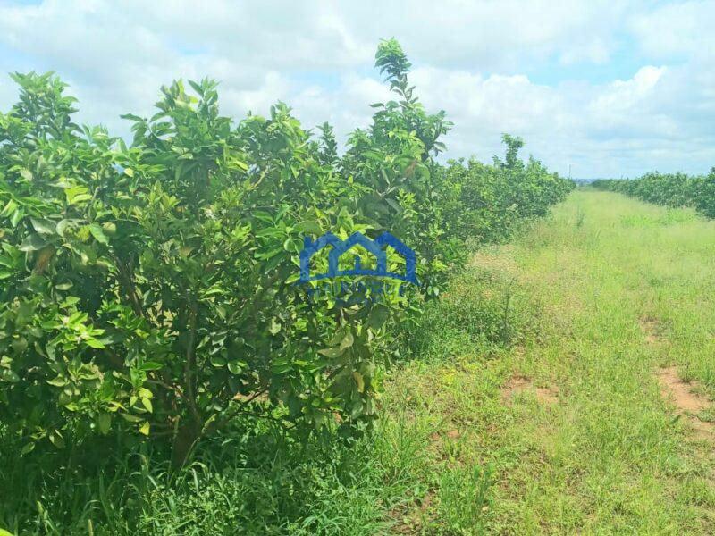 Fazenda/Sítio com 325 alqueires por R$ 130.000.000 cod. ch1965