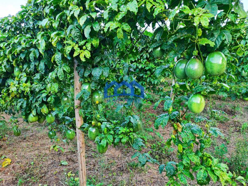 Sitio/Fazenda com 5,19 alqueires á Venda, por R$750.000 cod. ch2113