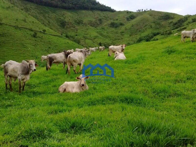 Sitio/Fazenda com 421 alqueires à Venda, por R$ 25.260.000 Cód. ch2149