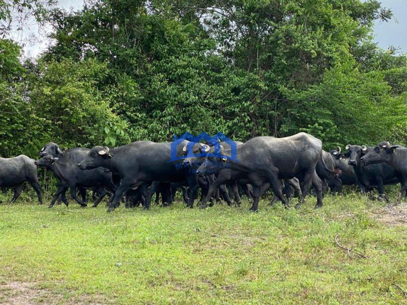 Sitio/Fazenda com 421 alqueires à Venda, por R$ 25.260.000 Cód. ch2149
