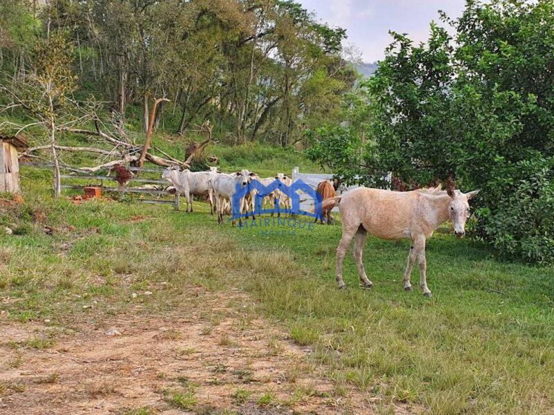 Sitio/Fazenda com 421 alqueires à Venda, por R$ 25.260.000 Cód. ch2149