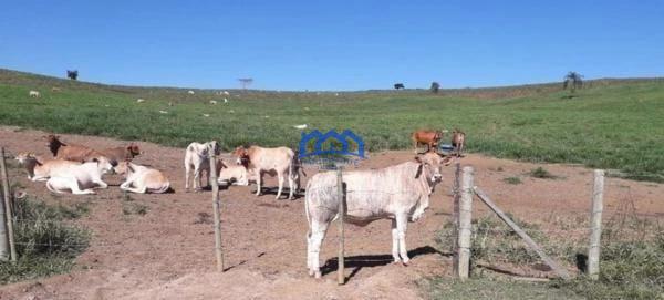Sitio/Fazenda à Venda, 256 alqueires por R$ 20.000.000 Cód. ch2182