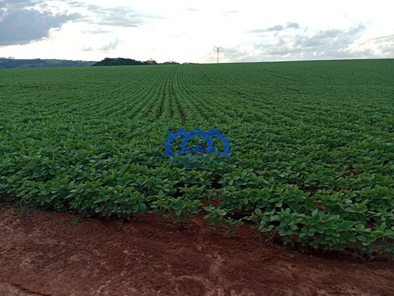 Fazenda/Sitio com 99 Alqueires á Venda, por R$ 22.770.000 cod. ch2243