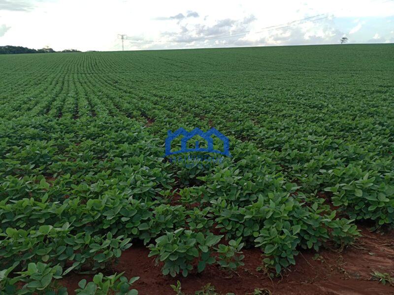 Fazenda/Sitio com 99 Alqueires á Venda, por R$ 22.770.000 cod. ch2243