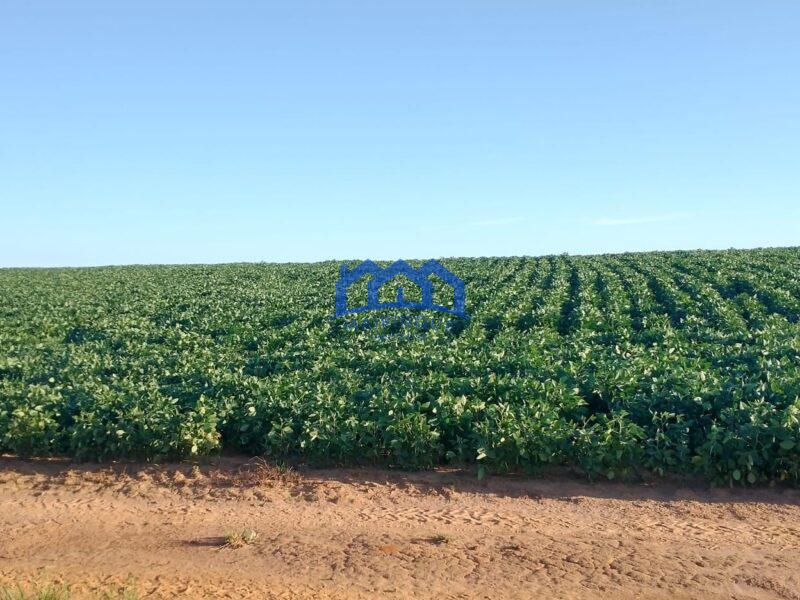 Fazenda/Sitio com 99 Alqueires á Venda, por R$ 22.770.000 cod. ch2243