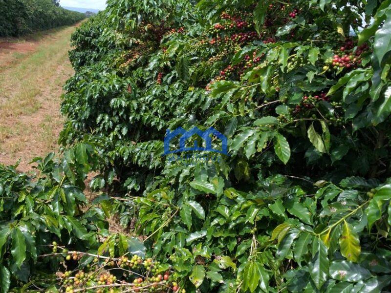 Fazenda com 60 Alqueires á Venda, por R$35.000.000 cod. ch2248