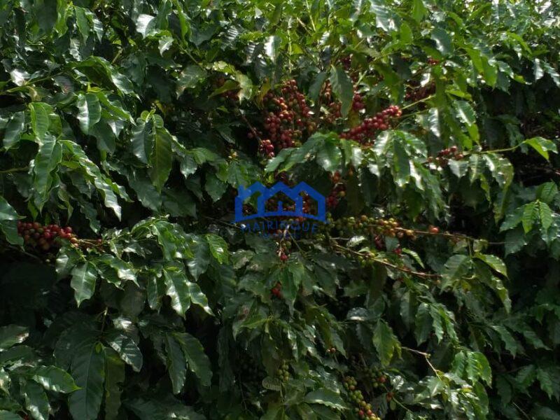 Fazenda com 60 Alqueires á Venda, por R$35.000.000 cod. ch2248