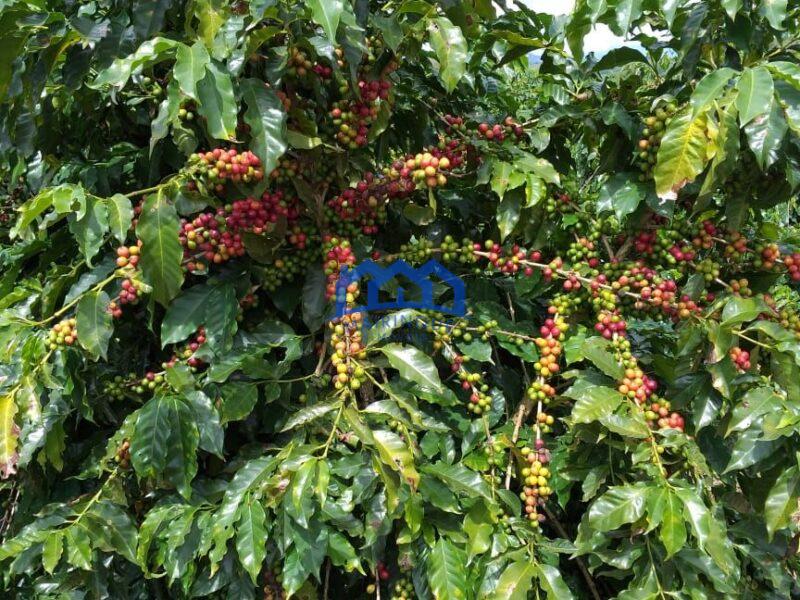 Fazenda com 60 Alqueires á Venda, por R$35.000.000 cod. ch2248