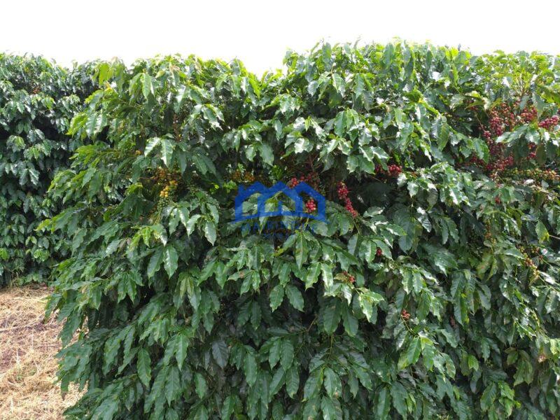 Fazenda com 60 Alqueires á Venda, por R$35.000.000 cod. ch2248