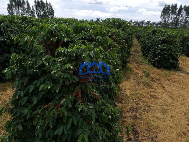 Fazenda com 60 Alqueires á Venda, por R$35.000.000 cod. ch2248