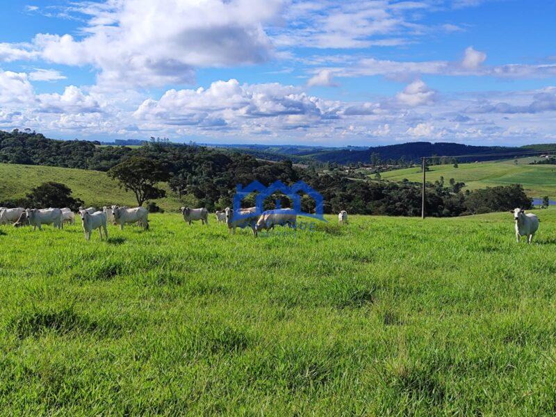 Sitio/Fazenda à Venda, com 53 alqueires por R$ 17.000.000 Cód. ch2251