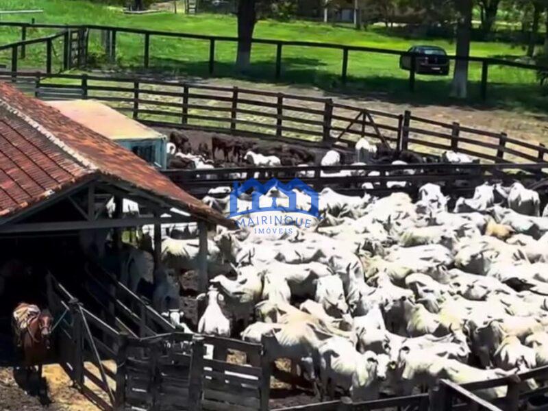 Fazenda com 380 Alqueires á Venda, por R$25.460.000 cod. ch2249