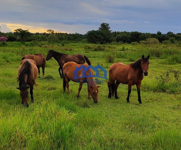 Sitio/Fazenda com 10,33 alqueires à Venda, por R$ 2.300.000 Cód. ch2253