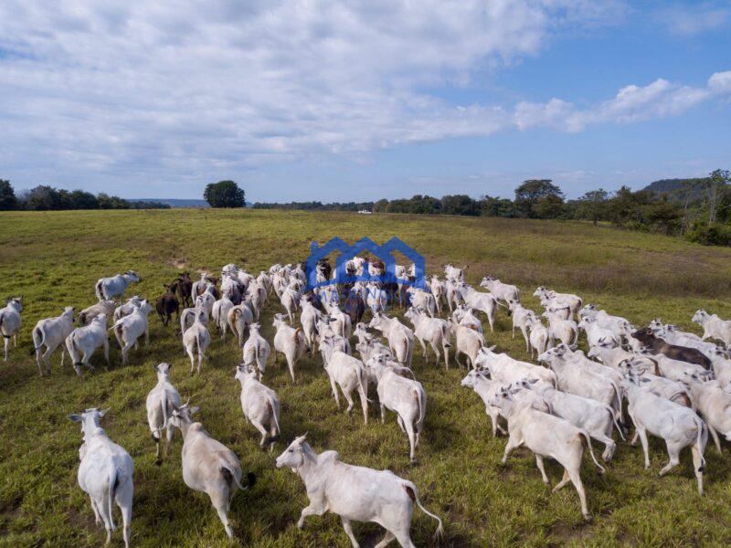 Sitio/Fazenda à Venda, 7.800 alqueires por R$ 360.000.000 Cód. ch2261