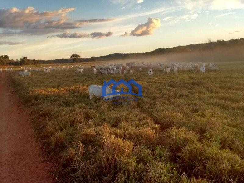 Sitio/Fazenda à Venda, 7.800 alqueires por R$ 360.000.000 Cód. ch2261