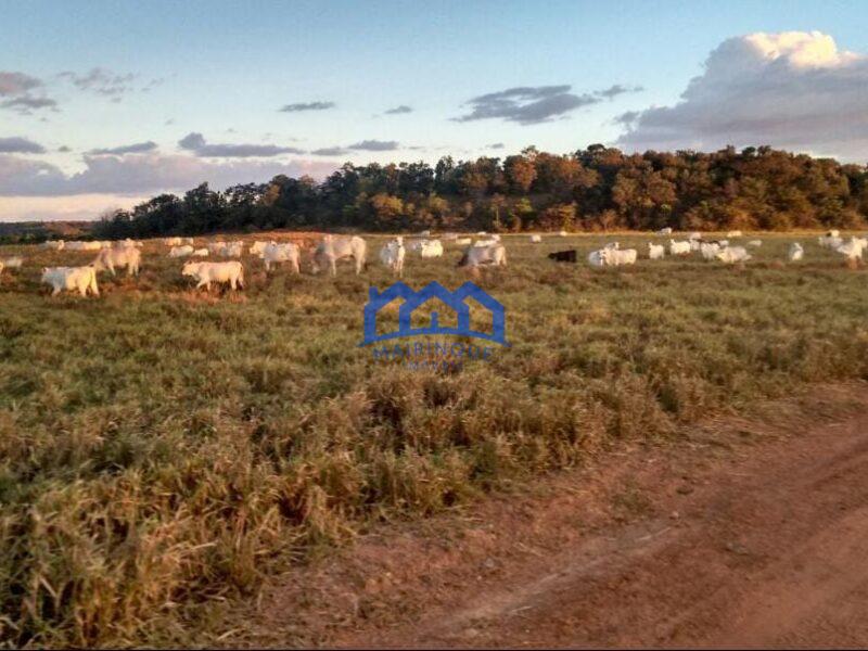 Sitio/Fazenda à Venda, 7.800 alqueires por R$ 360.000.000 Cód. ch2261