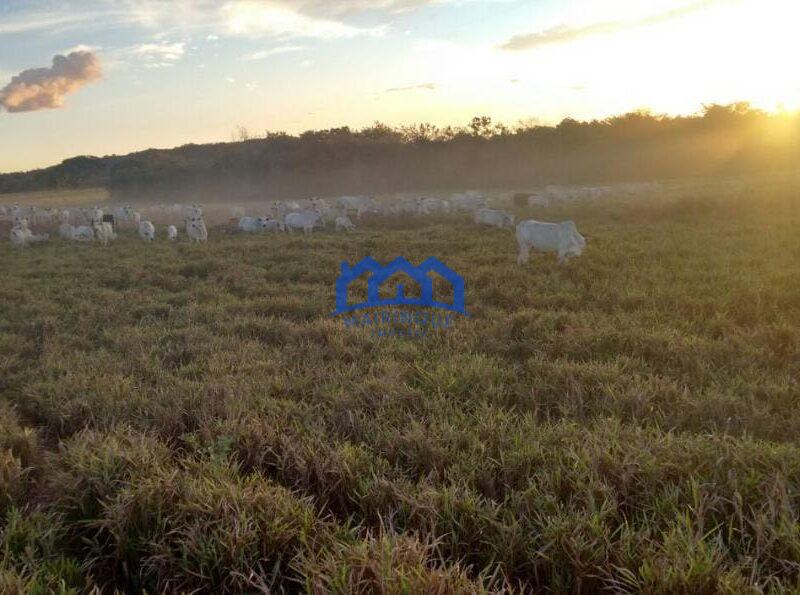 Sitio/Fazenda à Venda, 7.800 alqueires por R$ 360.000.000 Cód. ch2261