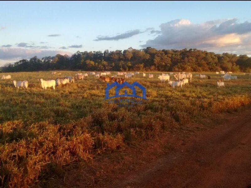 Sitio/Fazenda à Venda, 7.800 alqueires por R$ 360.000.000 Cód. ch2261