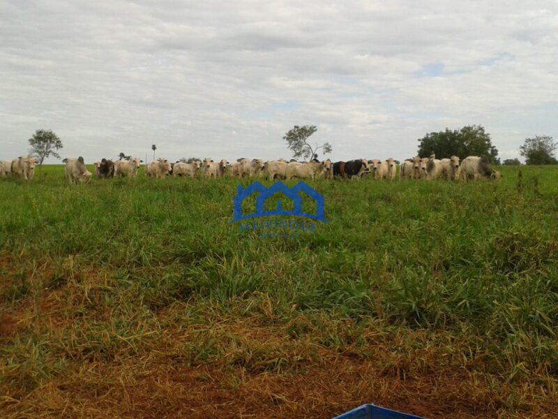 Sitio/Fazenda com 390 alqueires à Venda, por R$ 58.500.000 Cód. ch2263