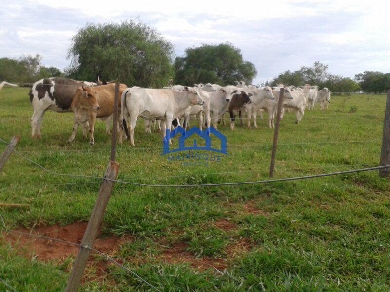 Sitio/Fazenda com 390 alqueires à Venda, por R$ 58.500.000 Cód. ch2263