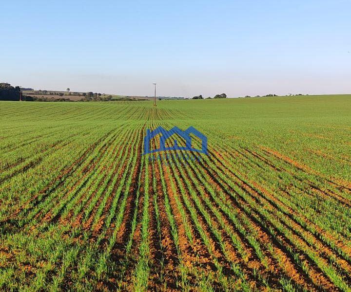 Sitio/Fazenda à Venda, 37 alqueires por R$ 12.000.000 Cód. ch2279