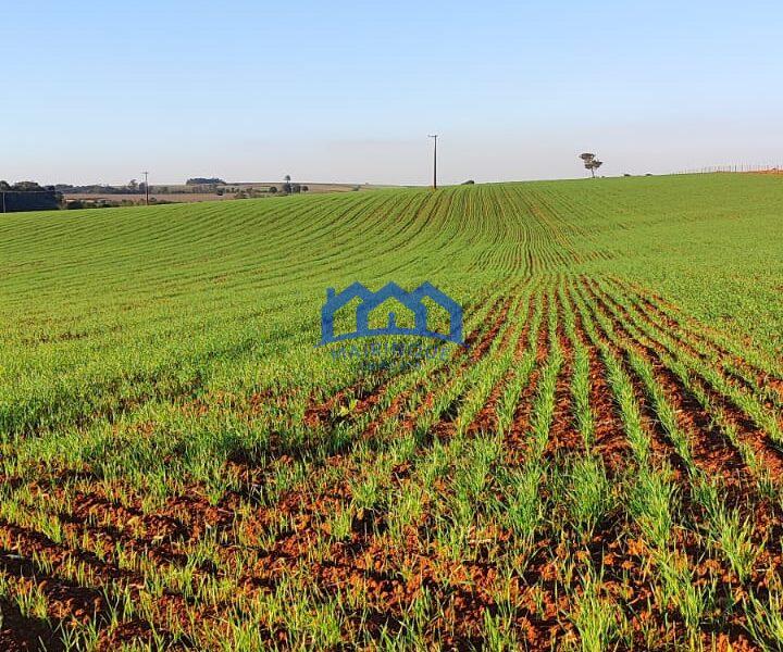 Sitio/Fazenda à Venda, 37 alqueires por R$ 12.000.000 Cód. ch2279