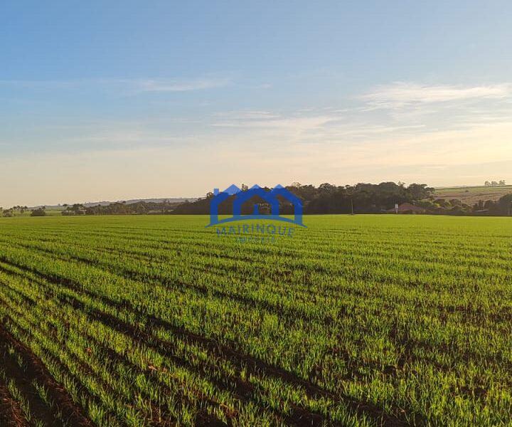 Sitio/Fazenda à Venda, 37 alqueires por R$ 12.000.000 Cód. ch2279