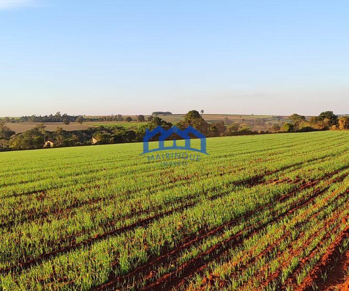 Sitio/Fazenda à Venda, 37 alqueires por R$ 12.000.000 Cód. ch2279